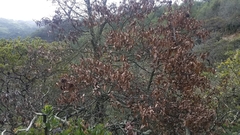 Chrysolepis chrysophylla