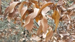 Chrysolepis chrysophylla