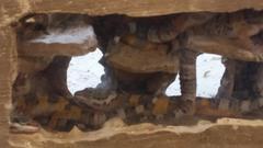 Eublepharis macularius