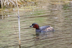 Tachybaptus ruficollis