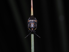 Aplerotus