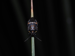 Aplerotus