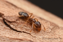 Technomyrmex gibbosus