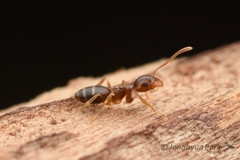 Technomyrmex gibbosus