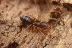 Technomyrmex gibbosus