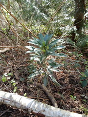 Daphne laureola