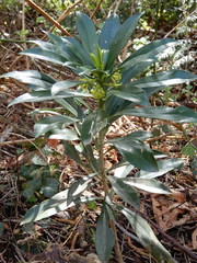 Daphne laureola
