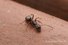 Camponotus nipponensis