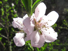 Prunus davidiana