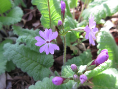 Primula sieboldii