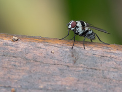 Anthomyia medialis