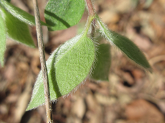Lonicera praeflorens