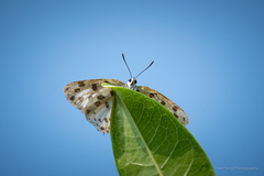 Tajuria maculata