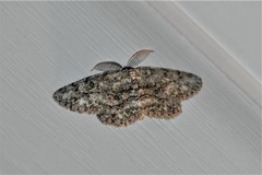 Hypomecis umbrosaria