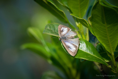 Tajuria maculata