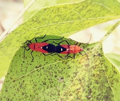 Oncopeltus nigriceps