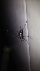 Toxorhynchites guadeloupensis