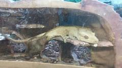 Correlophus ciliatus