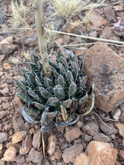 Agave parviflora