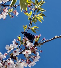 Kaniska canace nojaponicum