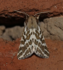 Lacydes spectabilis