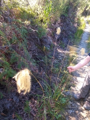 Miscanthus nepalensis