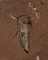 Paracossulus thrips