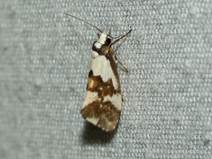 Philenora irregularis