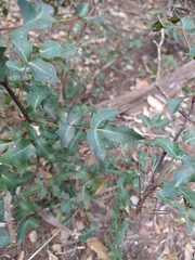 Berberis swaseyi