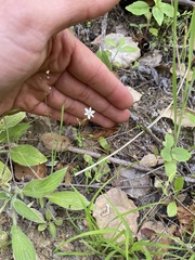 Meconella denticulata