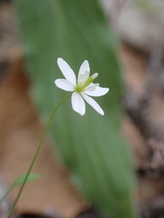 Meconella denticulata