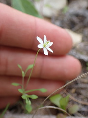 Meconella denticulata