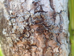 Coccocarpia erythroxyli