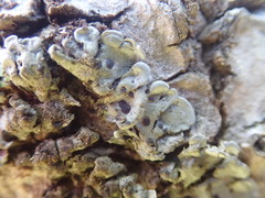 Coccocarpia erythroxyli