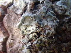 Coccocarpia erythroxyli