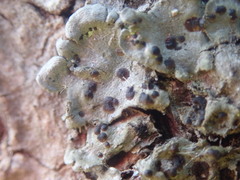 Coccocarpia erythroxyli