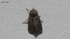 Orthosia carnipennis