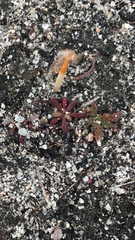 Dodecahema leptoceras