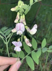 Lathyrus vestitus