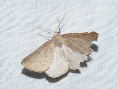 Cassythaphaga petrochroa