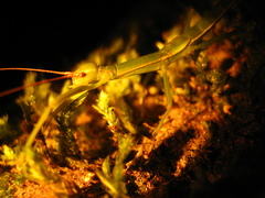 Micadina phluctainoides