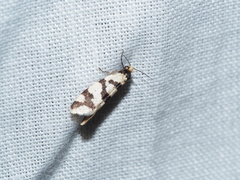 Lepidoscia characota