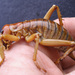 Banks Peninsula Tree Weta - Photo (c) Warren Chinn, some rights reserved (CC BY-NC), uploaded by Warren Chinn