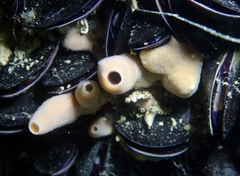 Haliclona xena