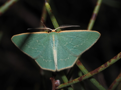 Chlorocoma melocrossa