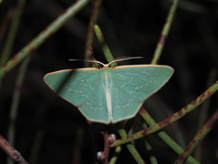 Chlorocoma melocrossa