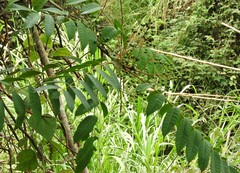 Toxicodendron striatum