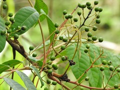 Toxicodendron striatum
