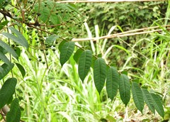 Toxicodendron striatum