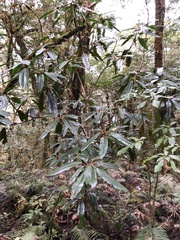 Daphniphyllum himalaense